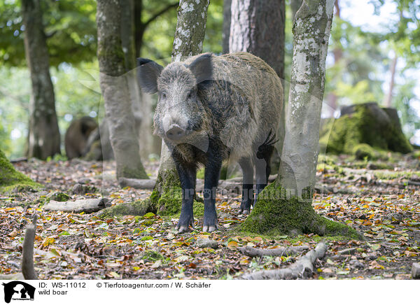 Wildschwein / wild boar / WS-11012