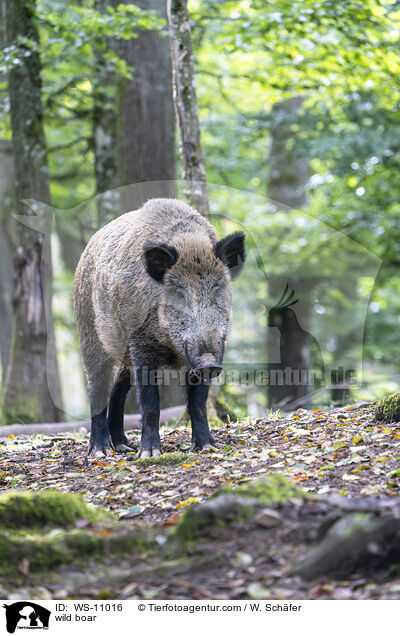 Wildschwein / wild boar / WS-11016