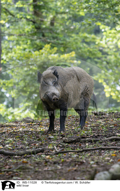 wild boar / WS-11028