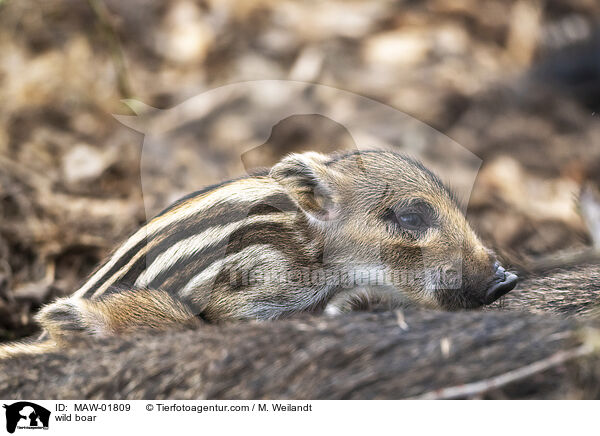 wild boar / MAW-01809