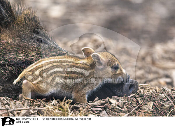 wild boars / MAW-01811