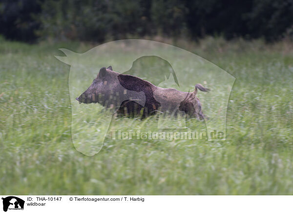 Wildschwein / wildboar / THA-10147