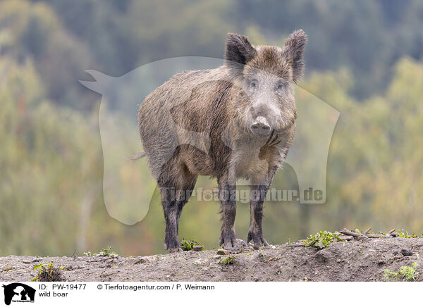 Wildschwein / wild boar / PW-19477