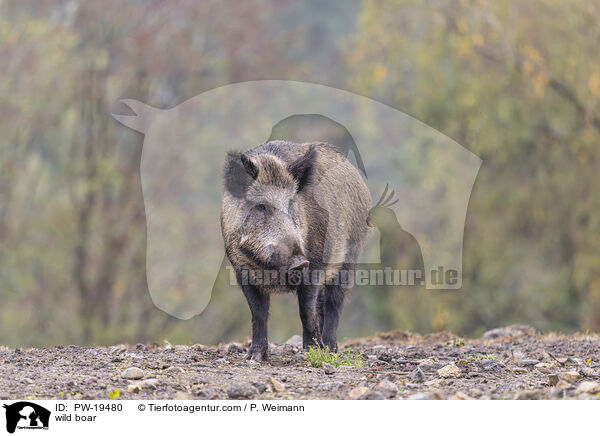 Wildschwein / wild boar / PW-19480