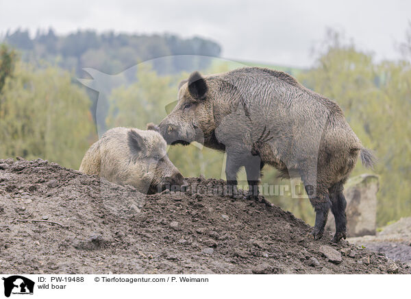 Wildschwein / wild boar / PW-19488