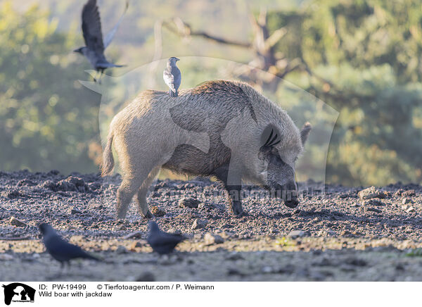 Wildschwein mit Dohle / Wild boar with jackdaw / PW-19499