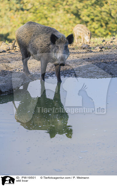 Wildschwein / wild boar / PW-19501