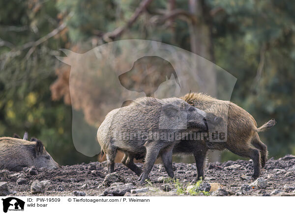 Wildschwein / wild boar / PW-19509