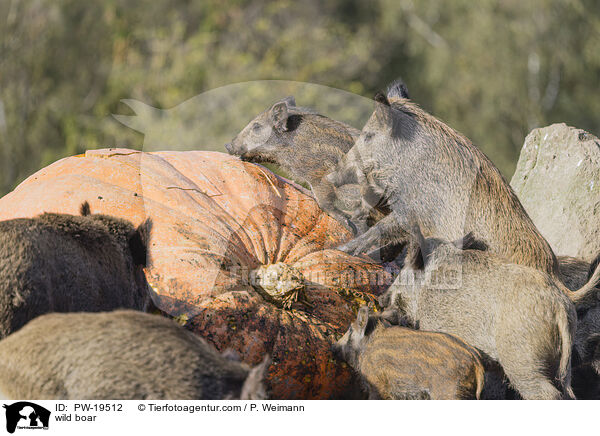 Wildschwein / wild boar / PW-19512