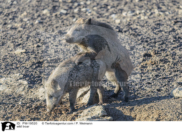 Wildschwein / wild boar / PW-19520