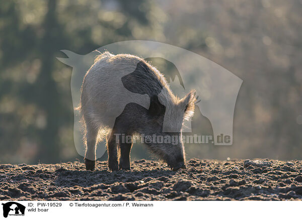 wild boar / PW-19529