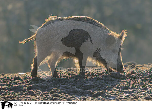 Wildschwein / wild boar / PW-19530