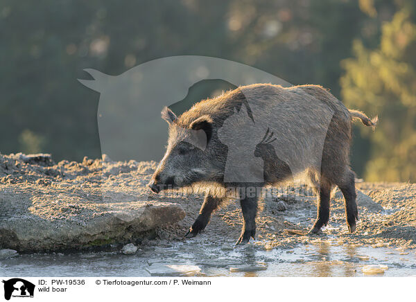 Wildschwein / wild boar / PW-19536