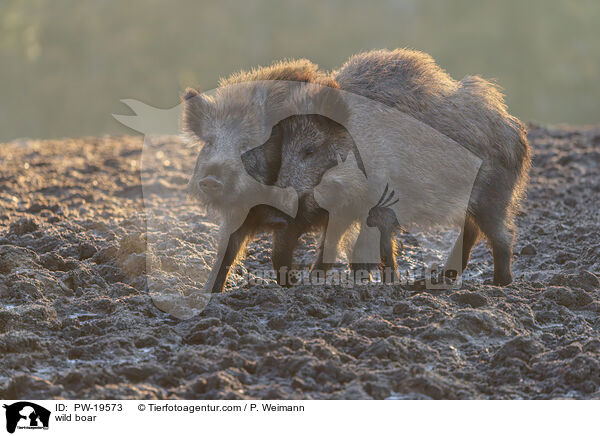 Wildschwein / wild boar / PW-19573