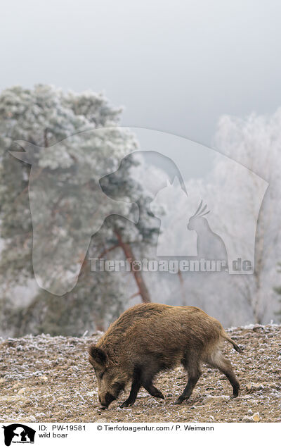 Wildschwein / wild boar / PW-19581