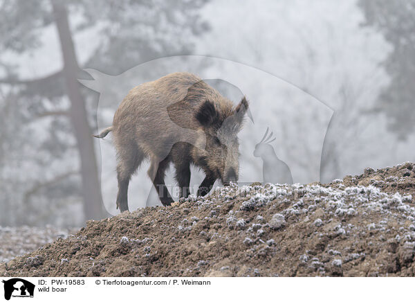 wild boar / PW-19583