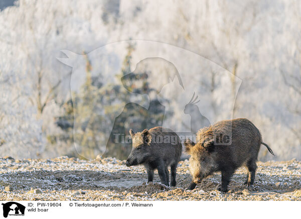 Wildschwein / wild boar / PW-19604