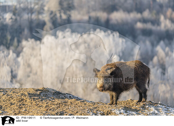 Wildschwein / wild boar / PW-19611