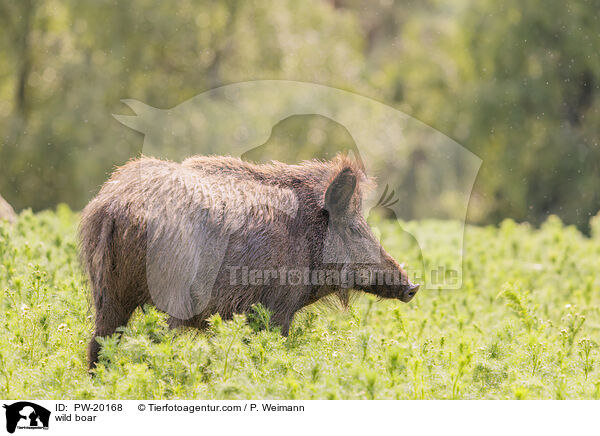 Wildschwein / wild boar / PW-20168