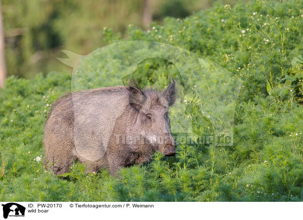 Wildschwein / wild boar / PW-20170