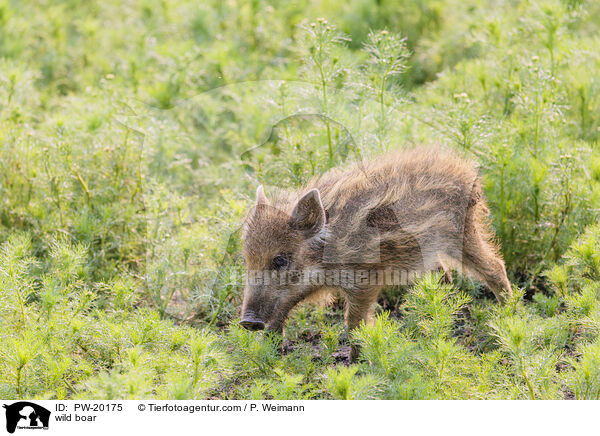 Wildschwein / wild boar / PW-20175