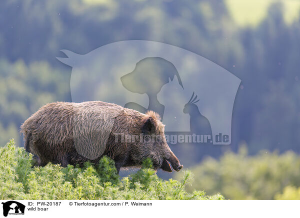 Wildschwein / wild boar / PW-20187