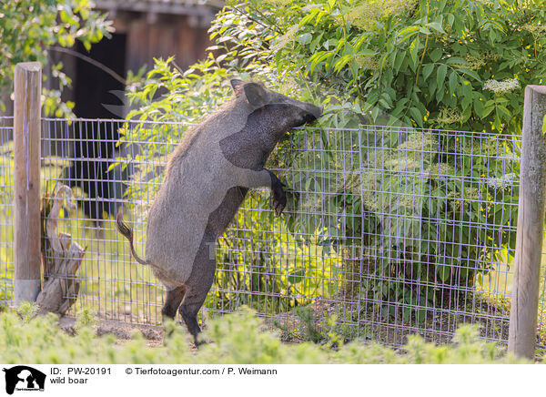 wild boar / PW-20191