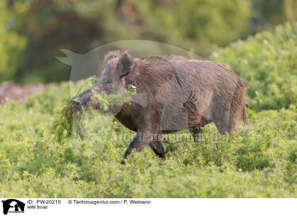 wild boar / PW-20215