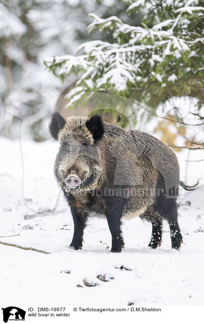 Wildschwein im Winter / wild boar in winter / DMS-16677