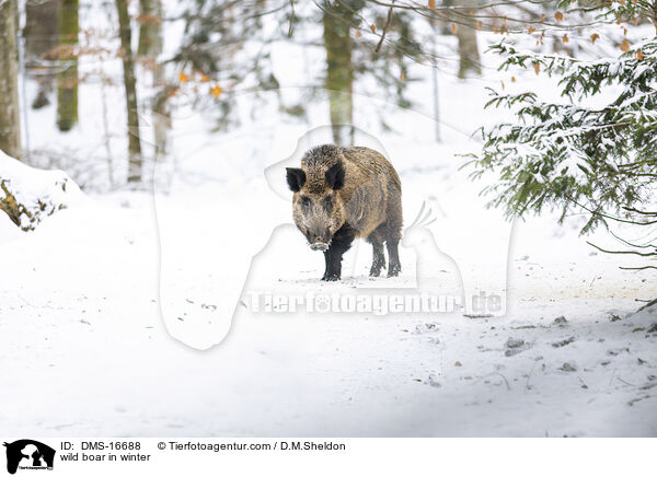 Wildschwein im Winter / wild boar in winter / DMS-16688