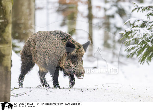 Wildschwein im Winter / wild boar in winter / DMS-16692