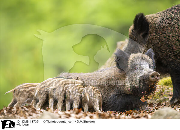 Wildschwein / wild boar / DMS-18735