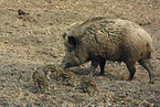 wild boar family