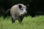 wild pig