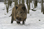 wild pig