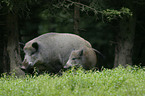 wild pig