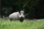 wild pig