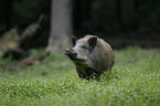 wild pig