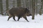 wild pig