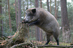 wild pig