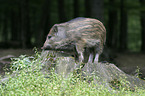 wild pig