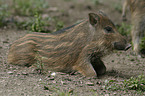 wild pig