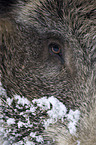 wild boar