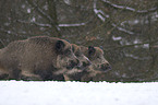 wild pig