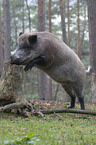 wild pig