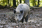 wild boar