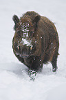 wild boar