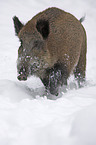 wild boar