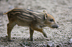 wild boar