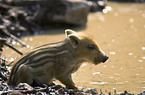 wild boar